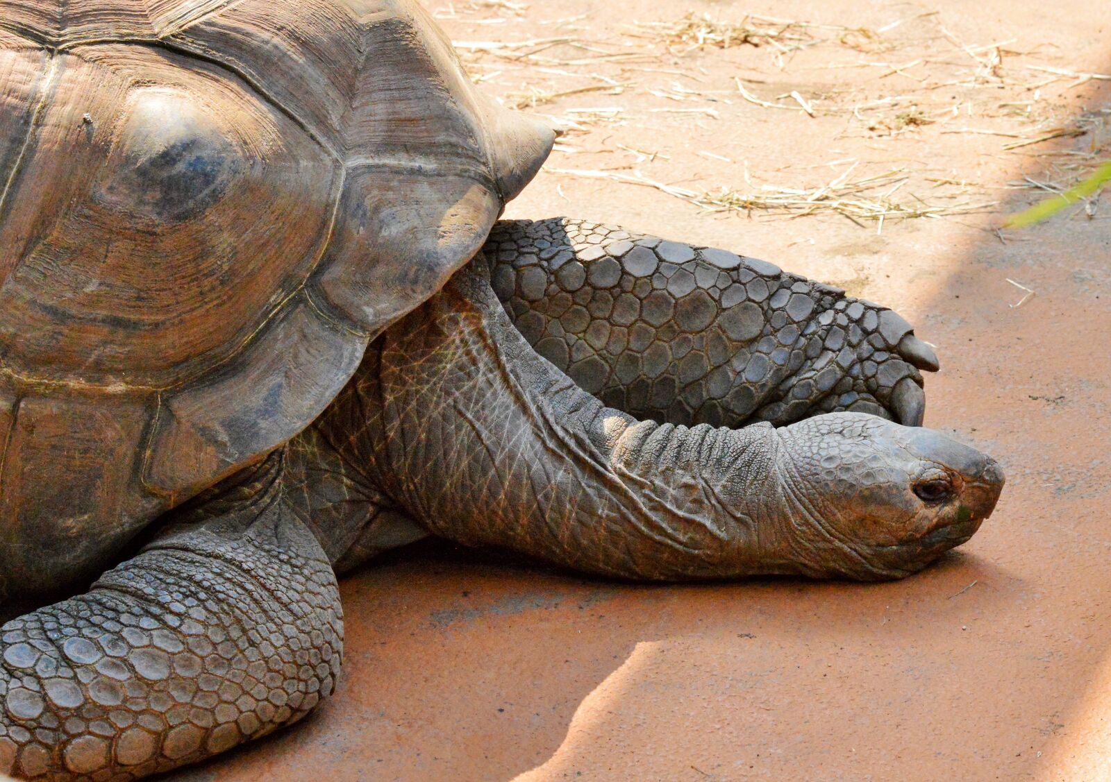 Nikon D3200 sample photo. Turtle, reptile, tortoise photography