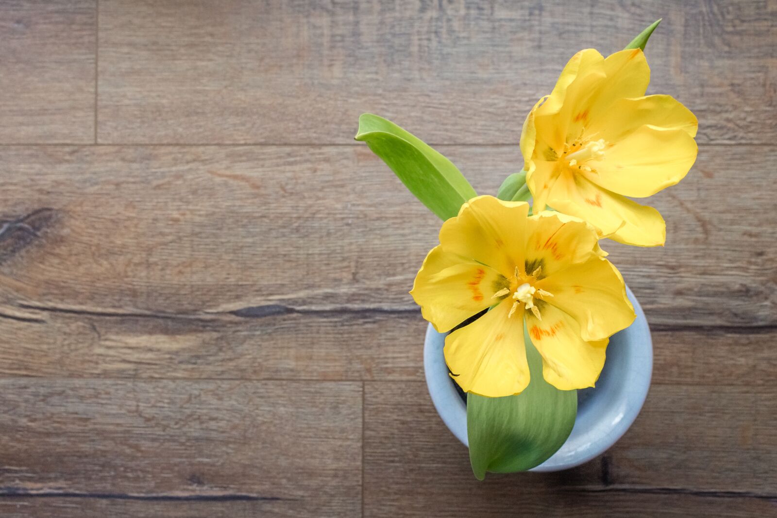 Canon EOS 700D (EOS Rebel T5i / EOS Kiss X7i) sample photo. Flower, background, tulip photography