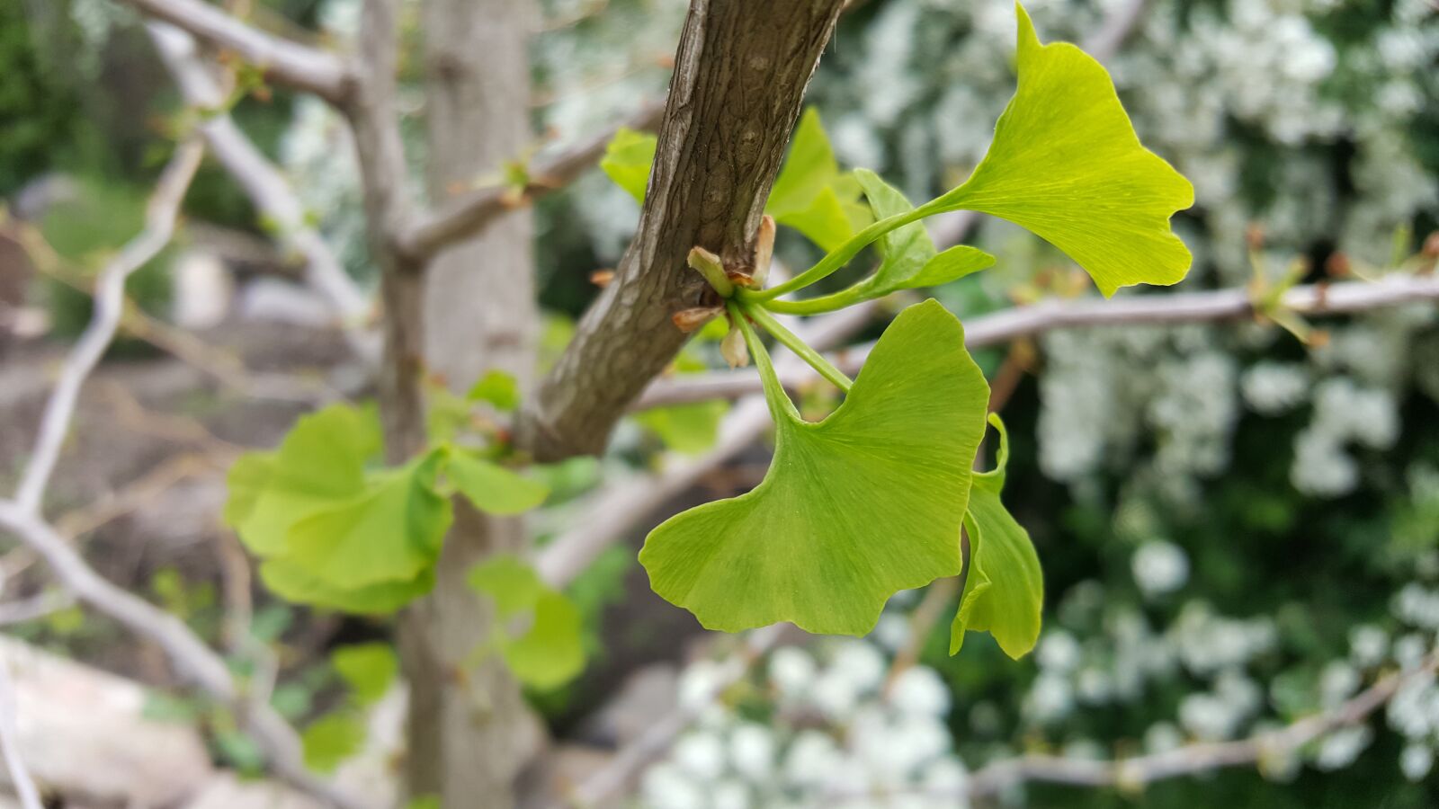 Samsung Galaxy S6 sample photo. Gingko, leaf, nature photography