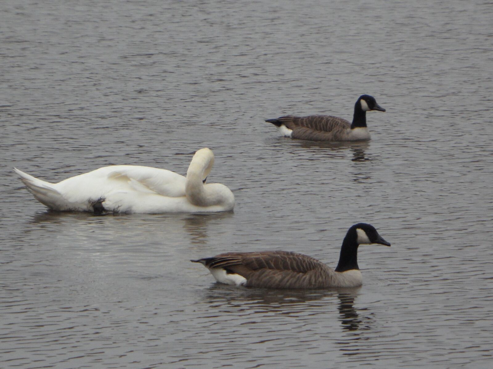 Samsung VLUU WB210, SAMSUNG WB210 sample photo. Geese, canada geese, goose photography