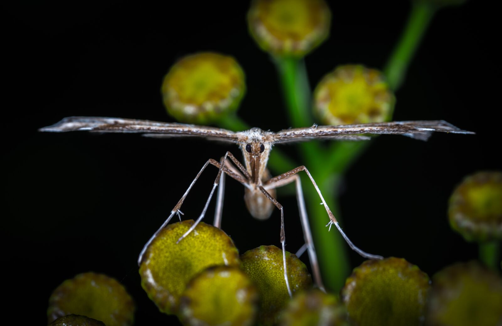 #124 65/2.8 sample photo. Nature, insect, bespozvonochnoe photography