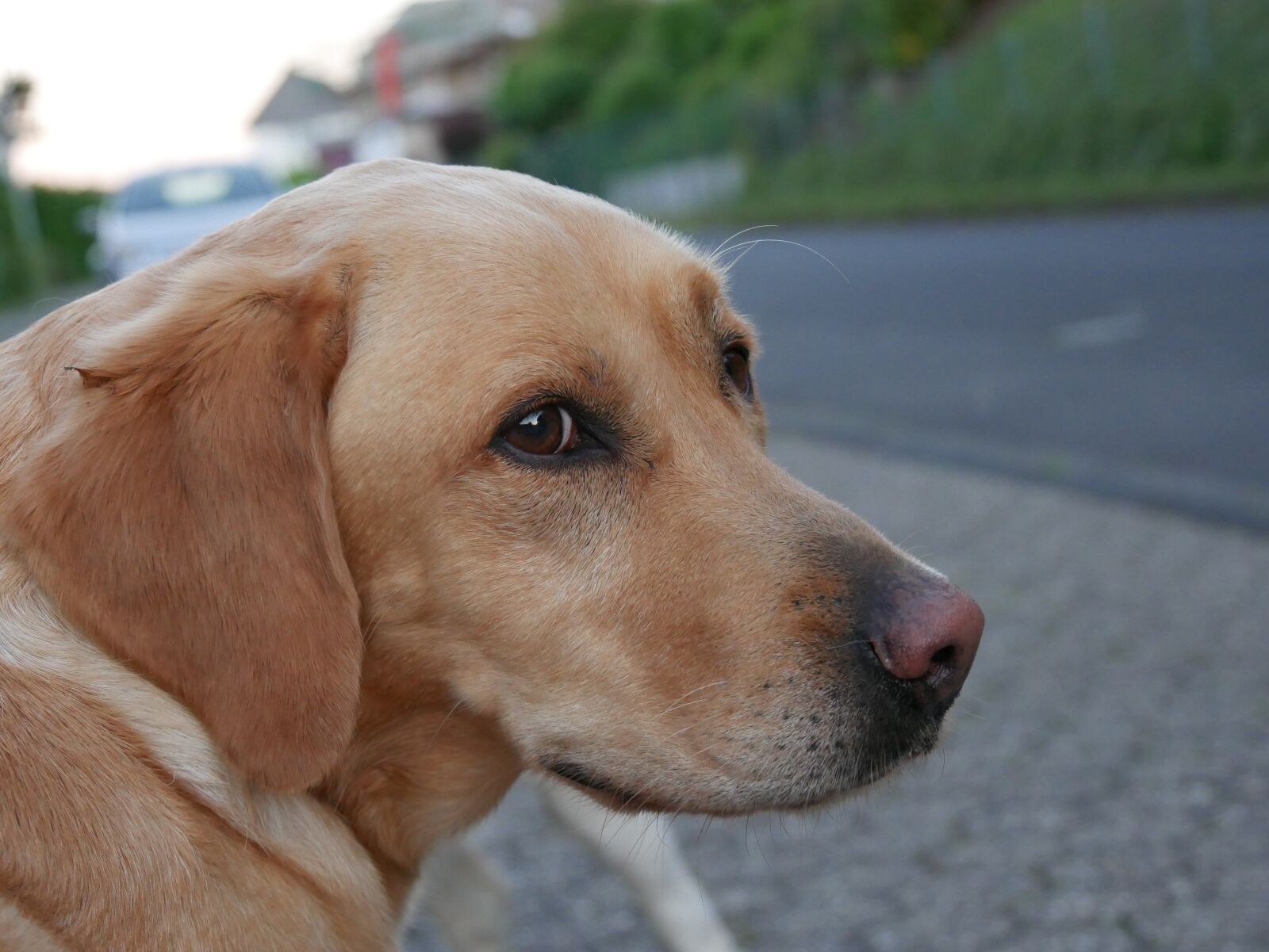Panasonic DMC-G70 sample photo. Dog, snout, view photography