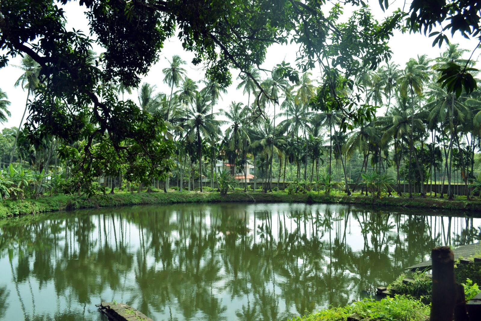 Nikon D3100 sample photo. Kerla, india tour, naturephotography photography