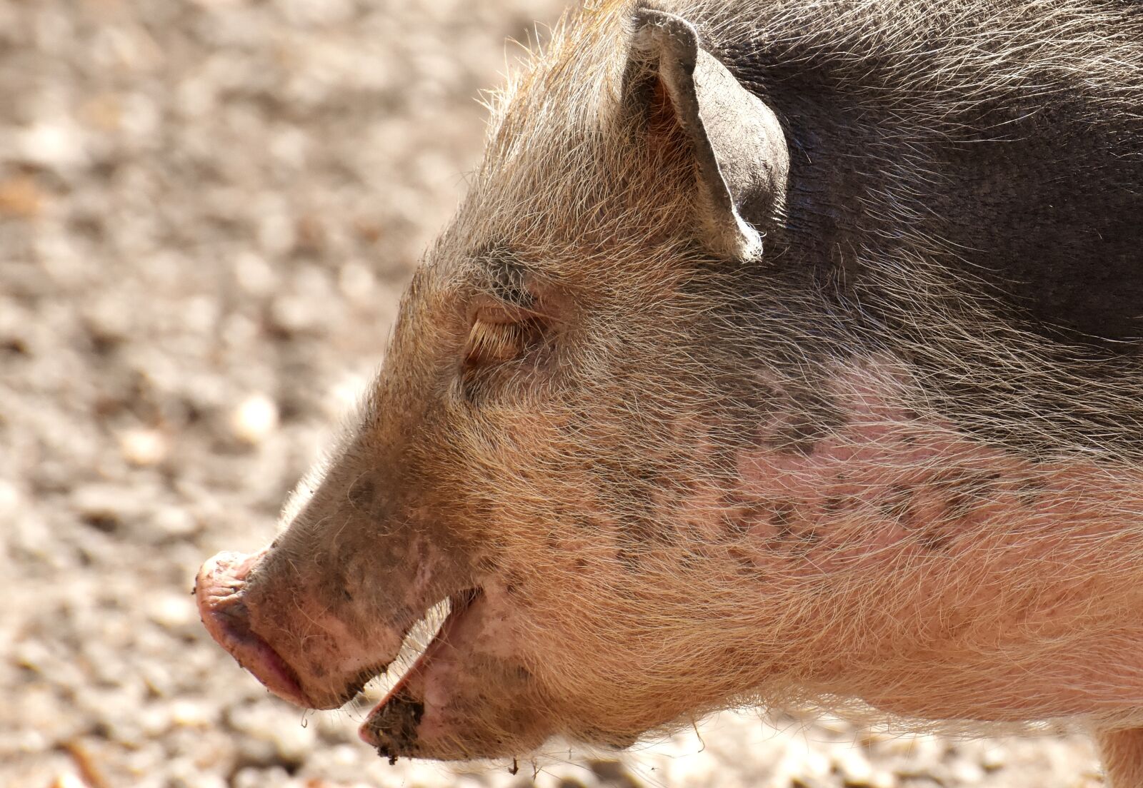 Nikon D7200 sample photo. Pot bellied pig, piglet photography