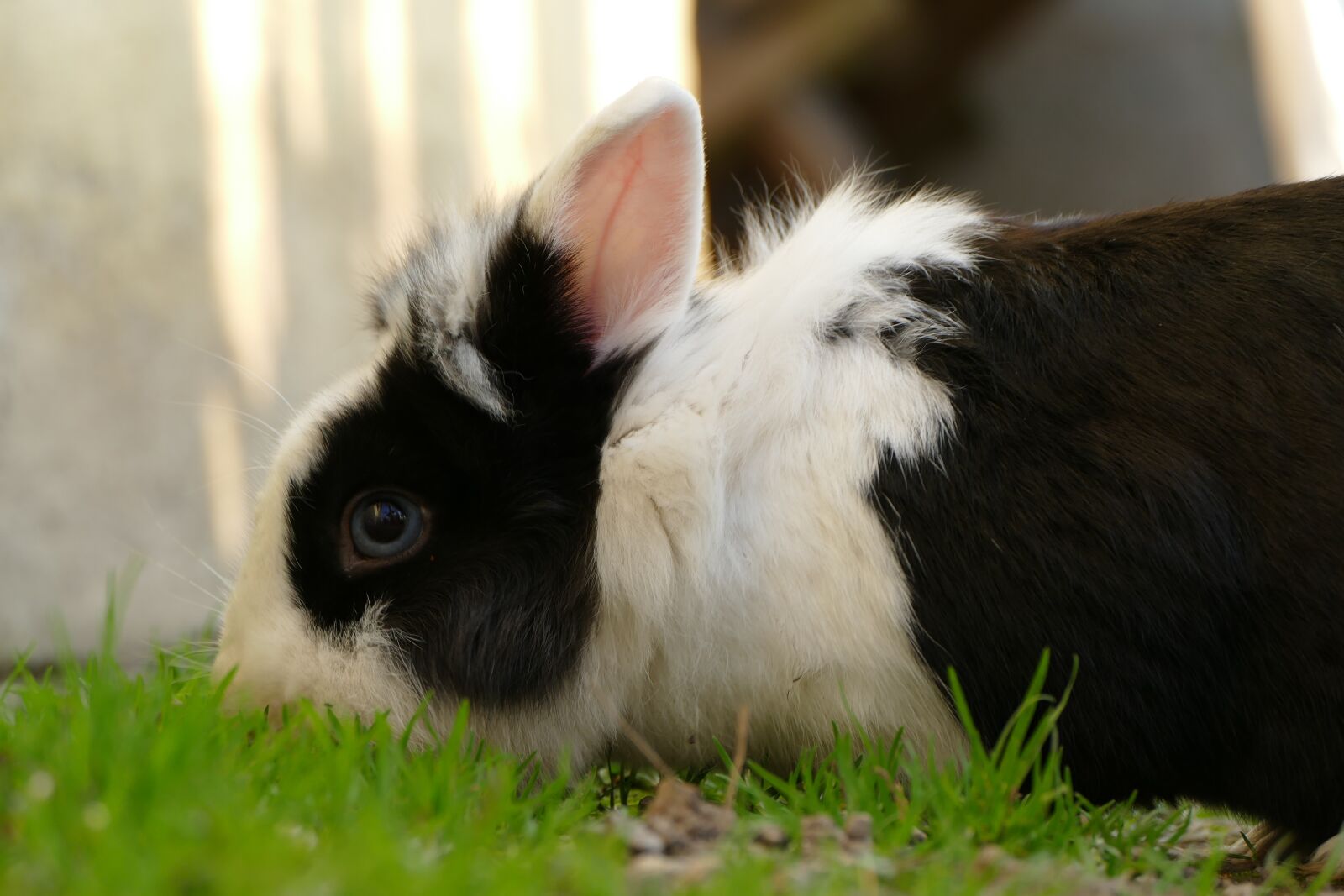 Panasonic Lumix DMC-FZ1000 sample photo. Bunny, grass, easter photography