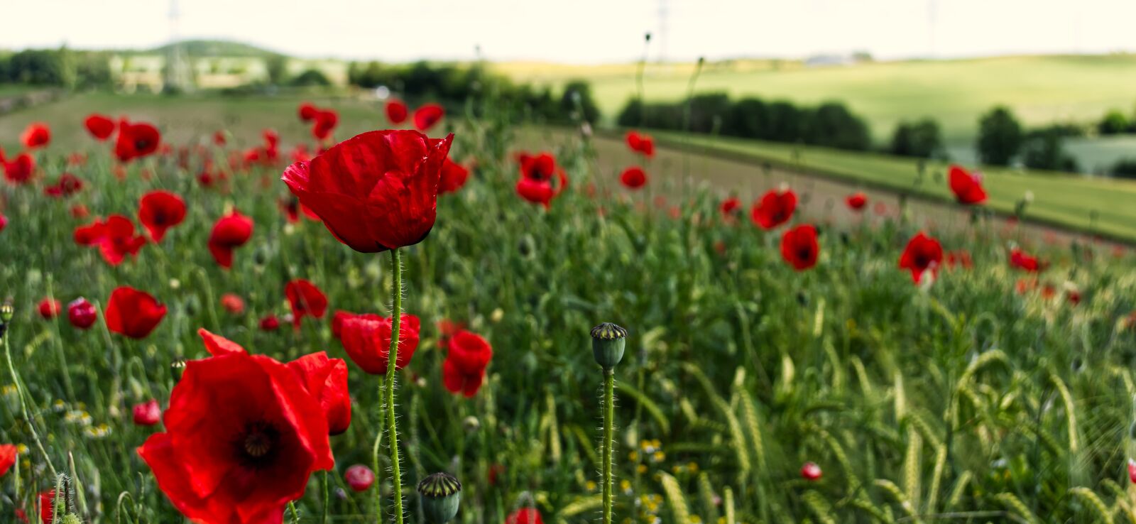 Nikon D5500 sample photo. Poppy, klatschmohn, red photography