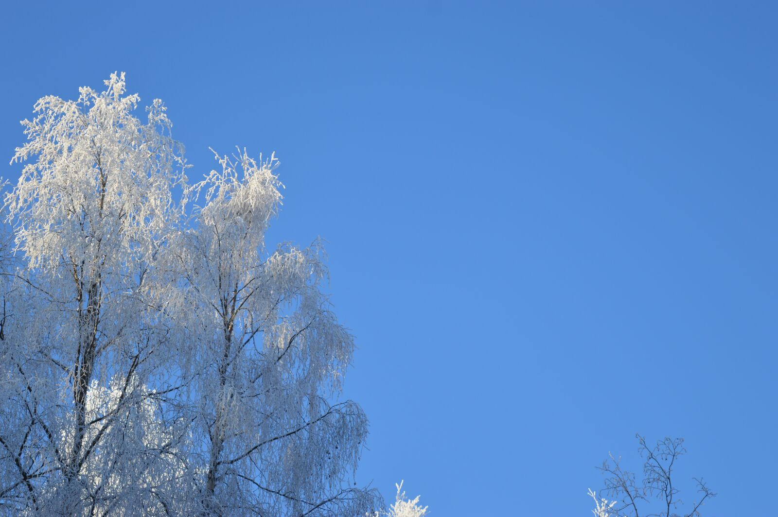 Nikon D3200 sample photo. Trees, sky, nature photography