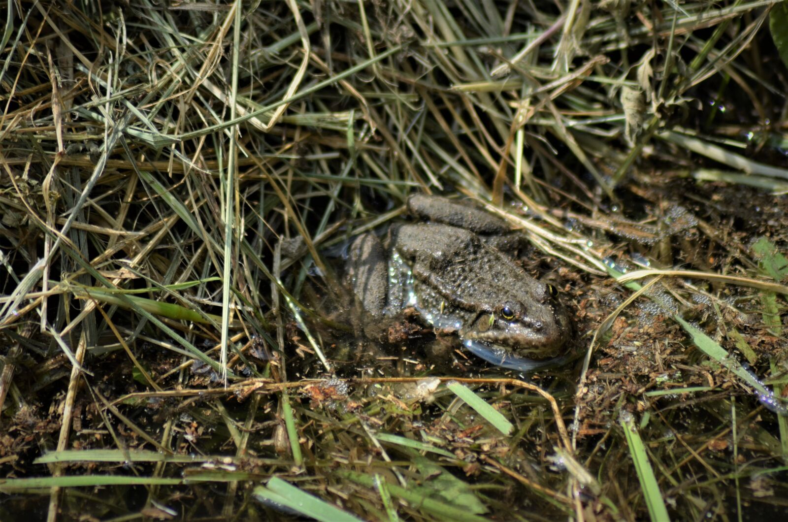 Nikon D5100 sample photo. Toad, green frog, mare photography