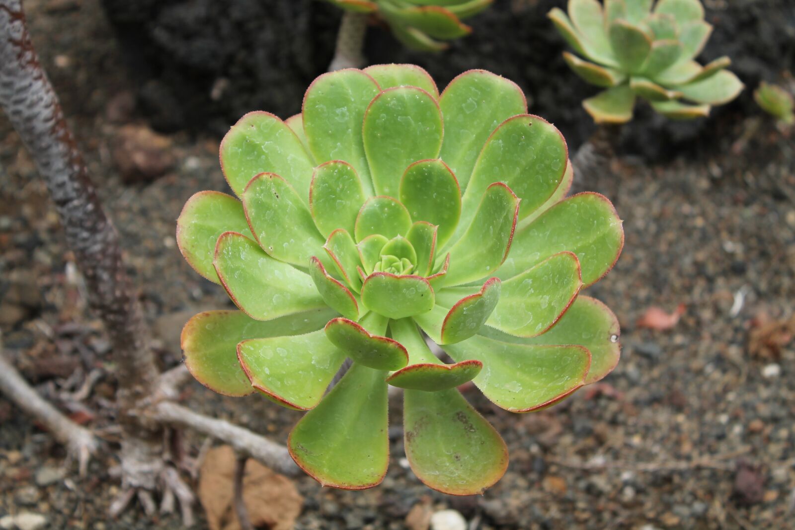 Canon EOS 1100D (EOS Rebel T3 / EOS Kiss X50) sample photo. Succulent, cactus, plant photography