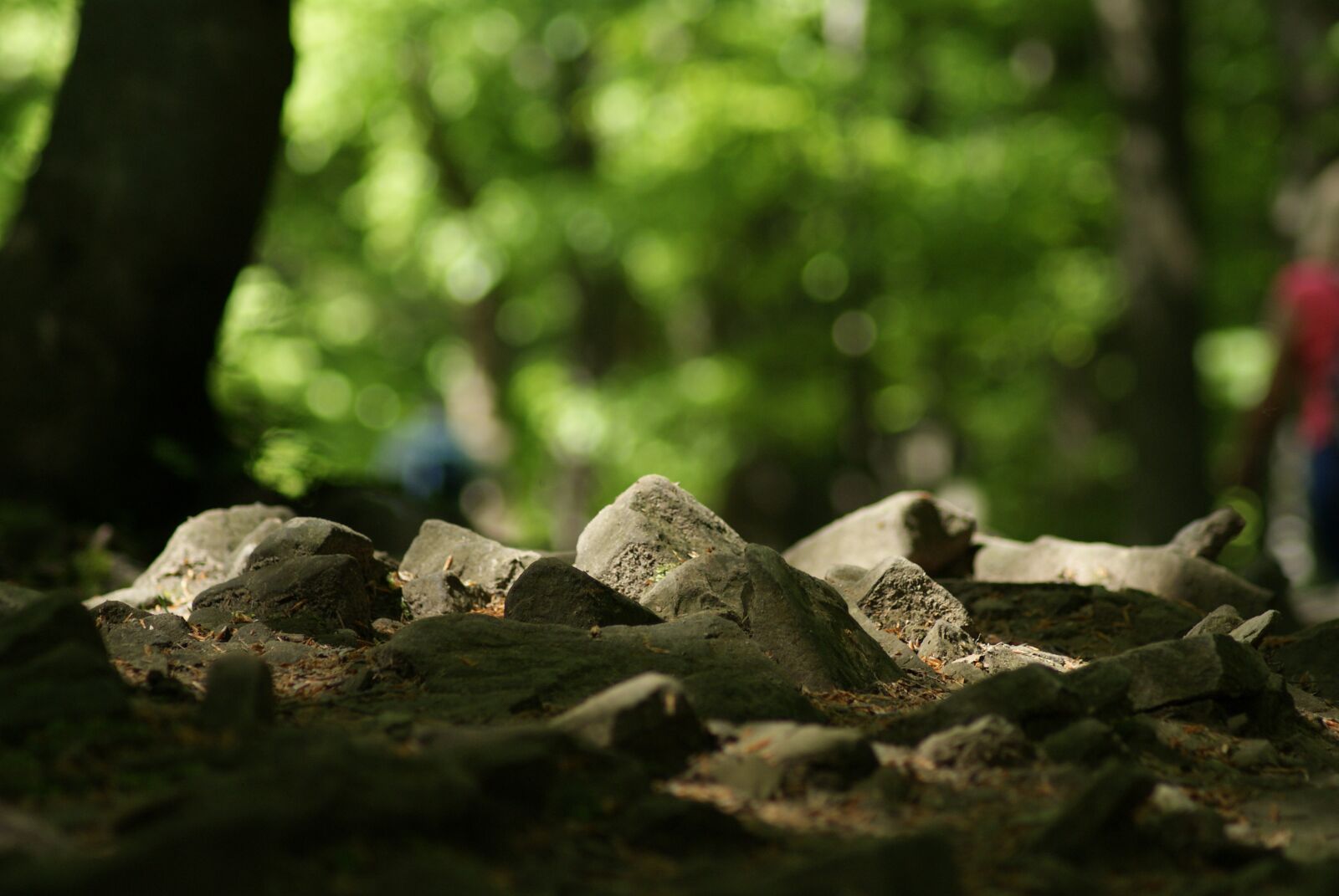 Sony Alpha DSLR-A330 sample photo. Tree, nature photography