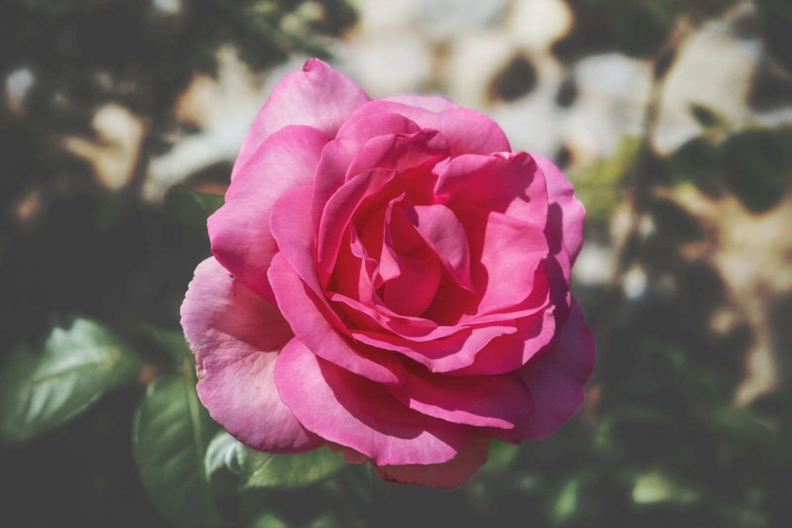 Fujifilm X-T2 sample photo. Rose, blossom, bloom photography