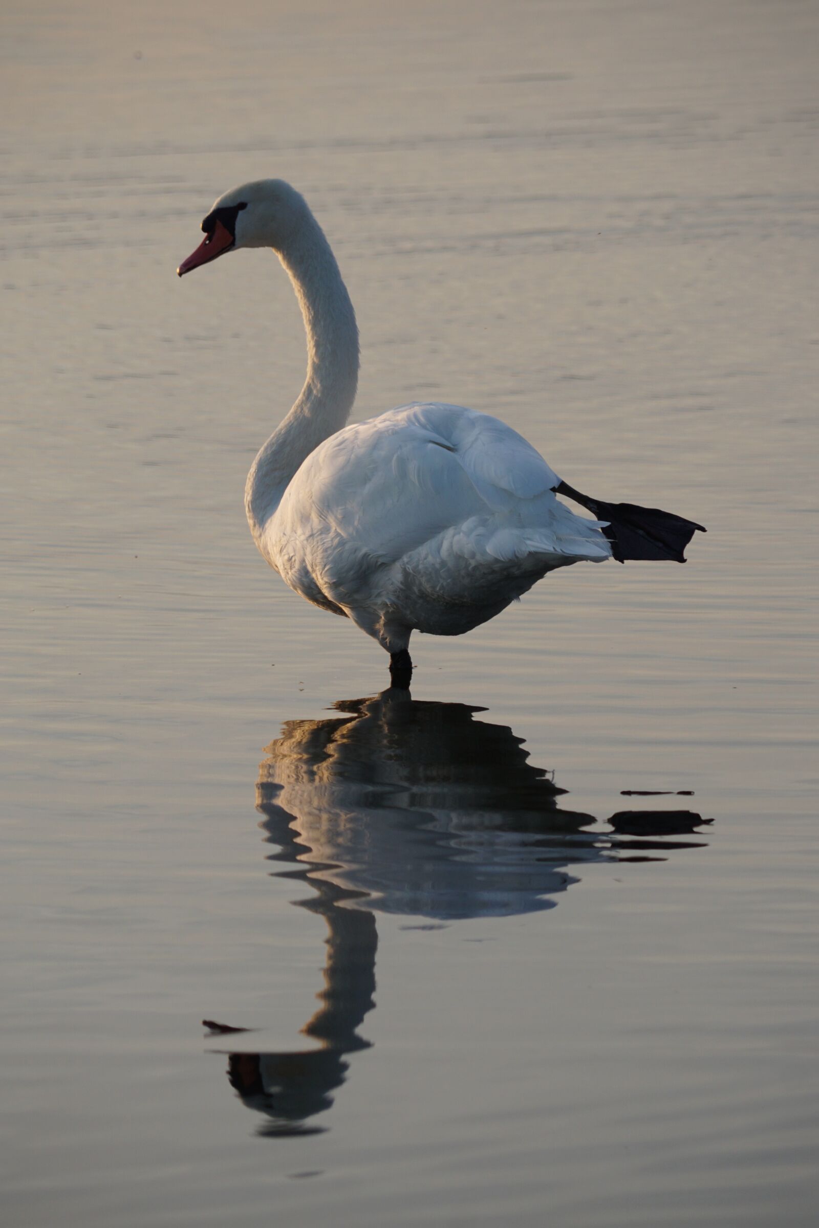 Sony a6000 + Sony FE 24-240mm F3.5-6.3 OSS sample photo. Swan, bird, nature photography