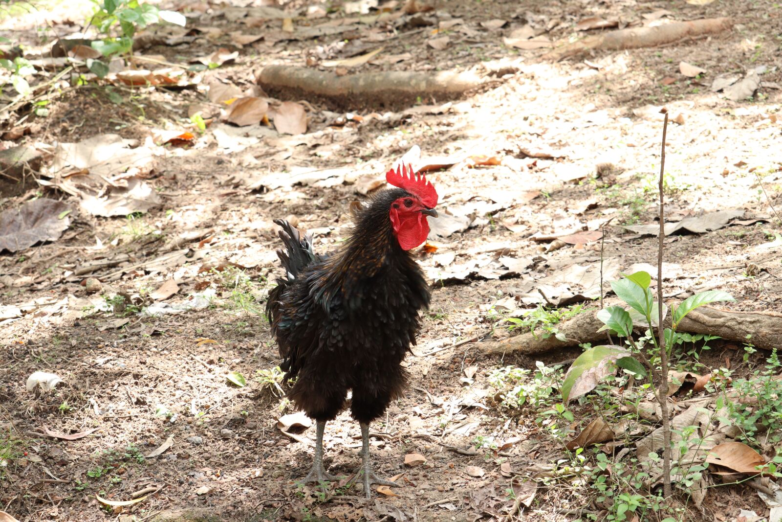 Canon EOS 250D (EOS Rebel SL3 / EOS Kiss X10 / EOS 200D II) sample photo. Hen, kerala, chicken photography