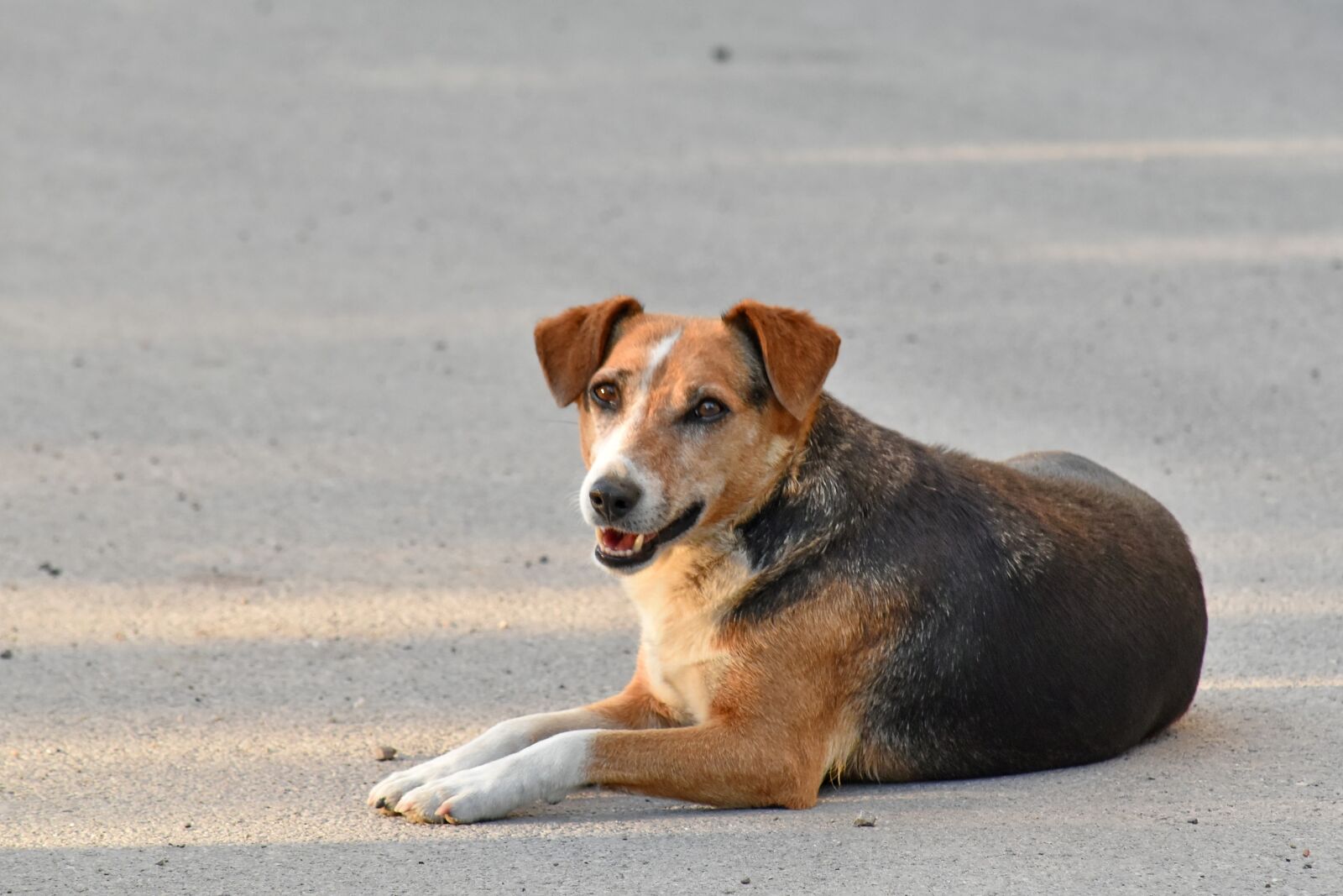 Nikon D5500 sample photo. Beautiful photo, dog, portrait photography