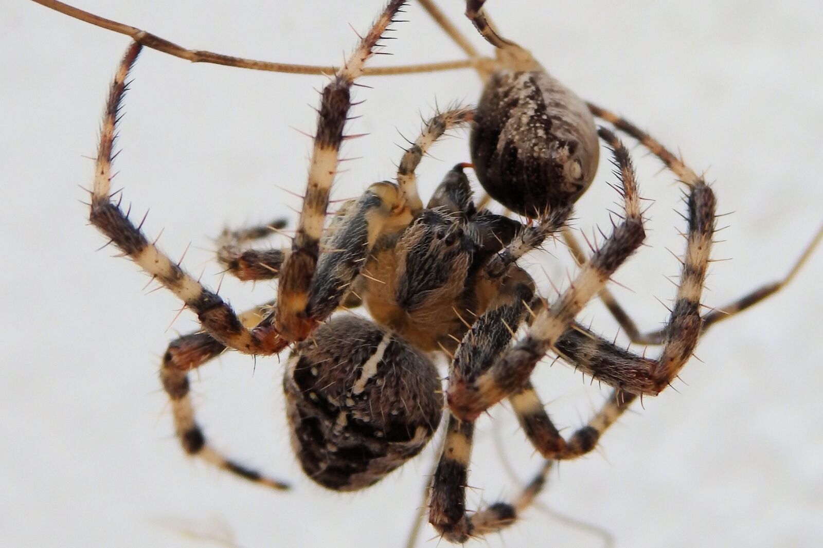Olympus SZ-16,DZ-105 sample photo. Spider, predator, death photography