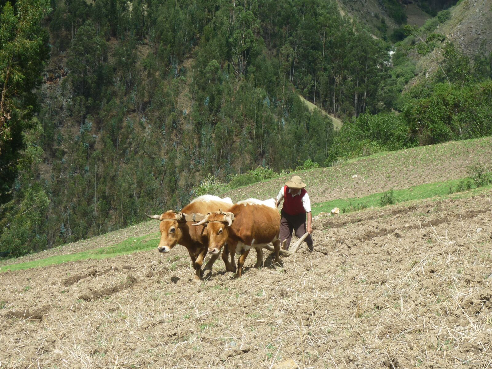 Panasonic DMC-FS7 sample photo. Cows, farm, livestock photography