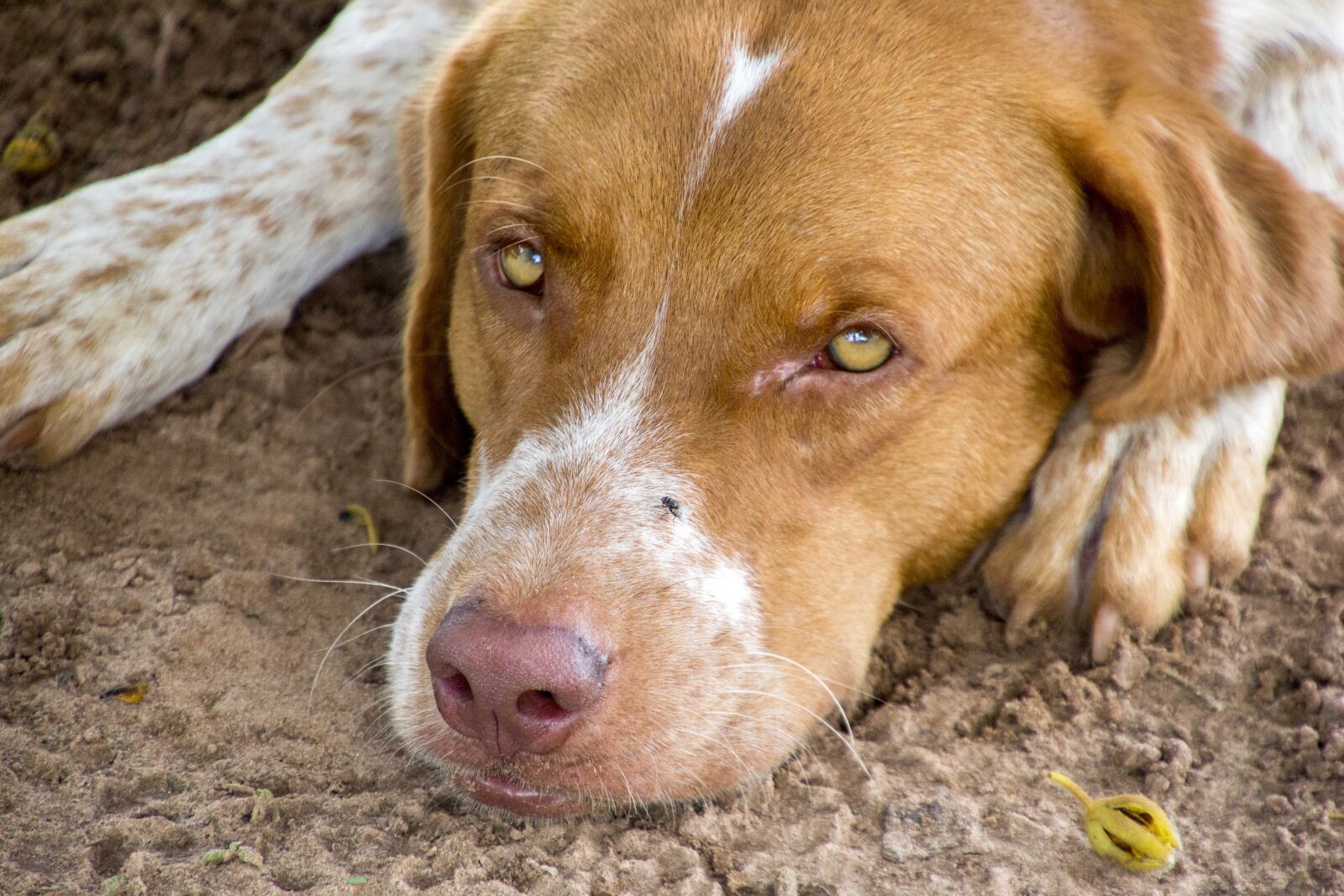 Canon EOS 700D (EOS Rebel T5i / EOS Kiss X7i) sample photo. Dog, animal, beautiful photography