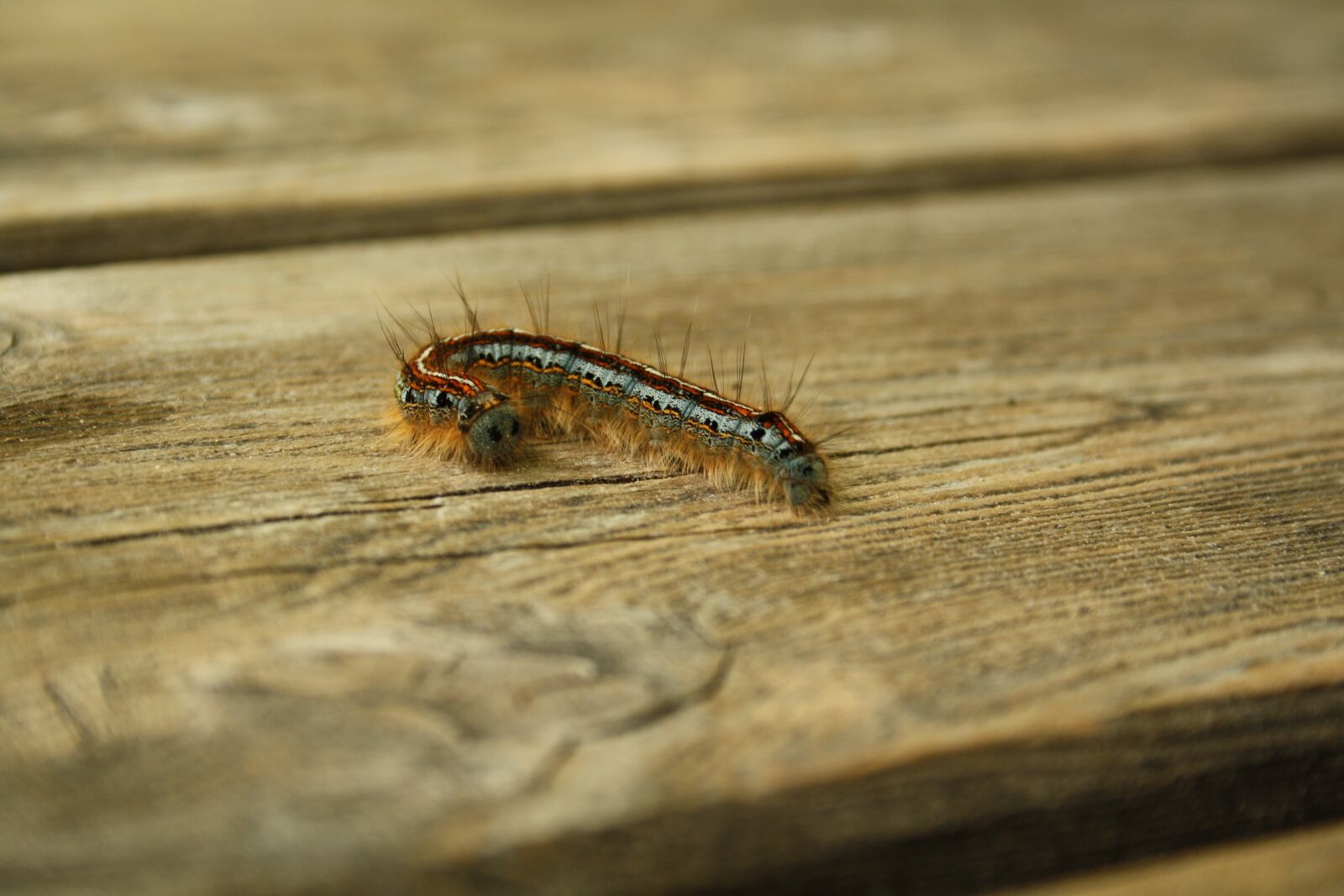 Canon EOS 1000D (EOS Digital Rebel XS / EOS Kiss F) sample photo. Caterpillar, hairy caterpillar, bug photography