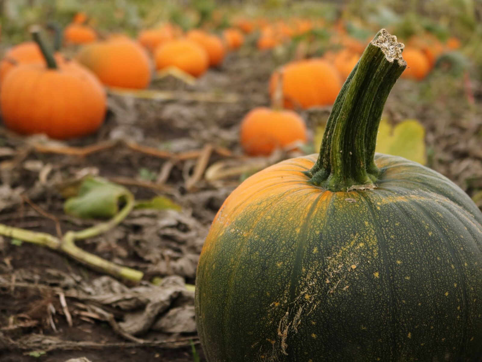 Canon EOS 750D (EOS Rebel T6i / EOS Kiss X8i) sample photo. Pumpkin, farm, fall photography