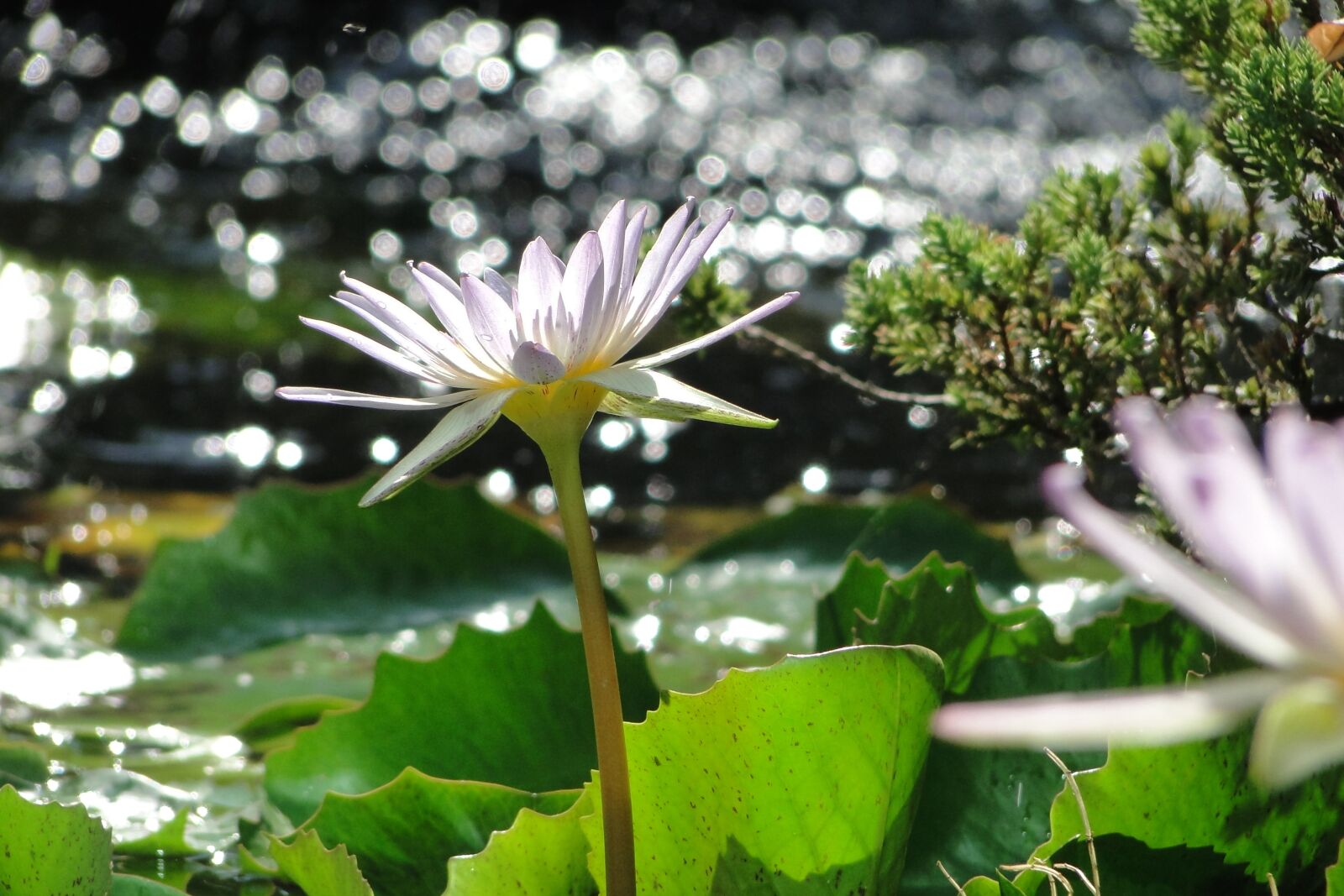 Sony Cyber-shot DSC-HX1 sample photo. Nymphaea alba, flower, 綻 photography