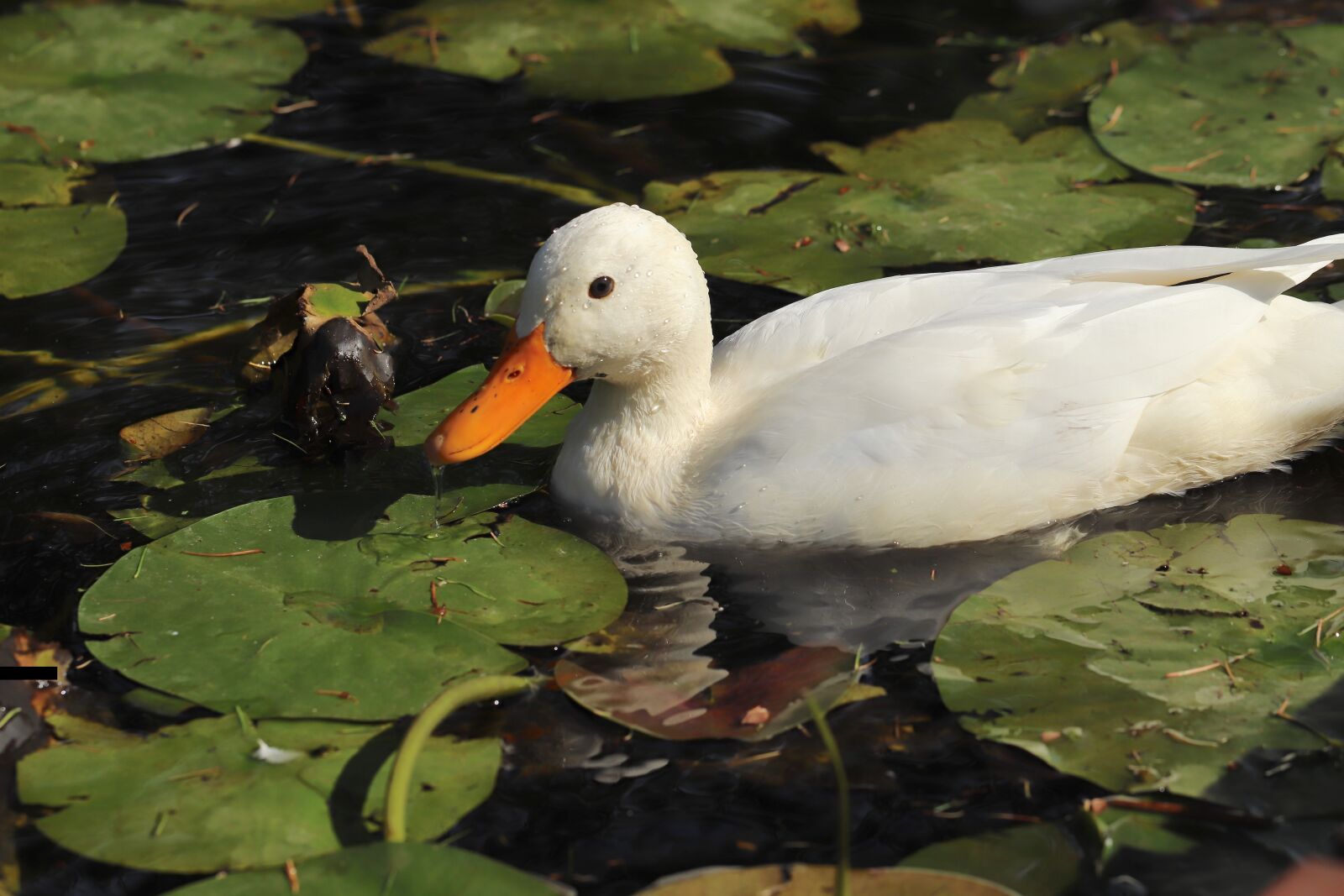 Canon EOS 800D (EOS Rebel T7i / EOS Kiss X9i) sample photo. Duck, mallard, water bird photography