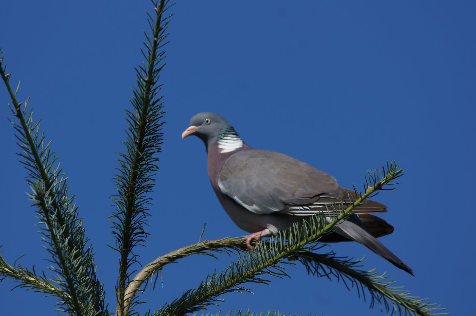 Sony Alpha DSLR-A580 + Sony 70-400mm F4-5.6 G SSM sample photo. Dove, blue, sky photography