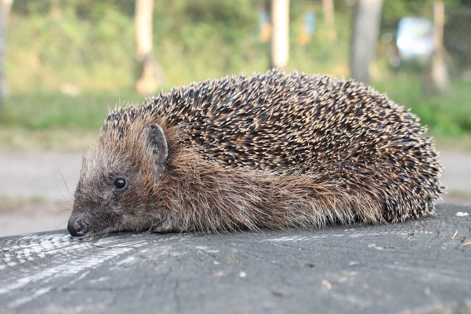 Canon EOS 1100D (EOS Rebel T3 / EOS Kiss X50) sample photo. Hedgehog, garden, animal photography