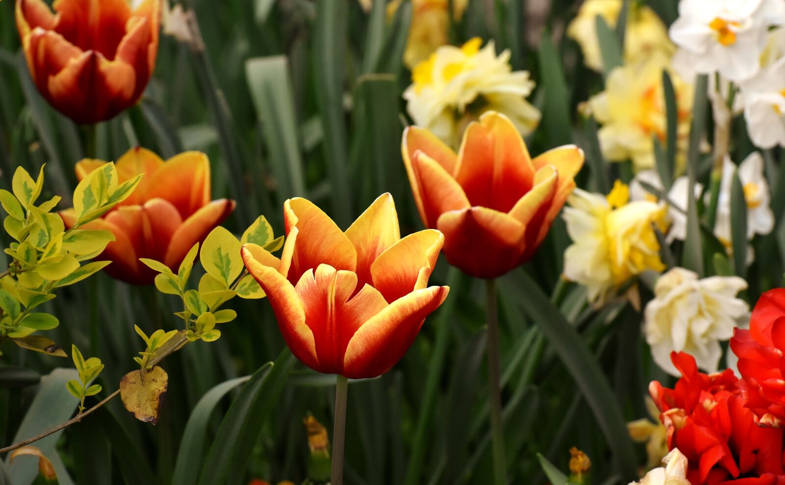 Nikon D7200 sample photo. Tulips, flowers, colorful photography