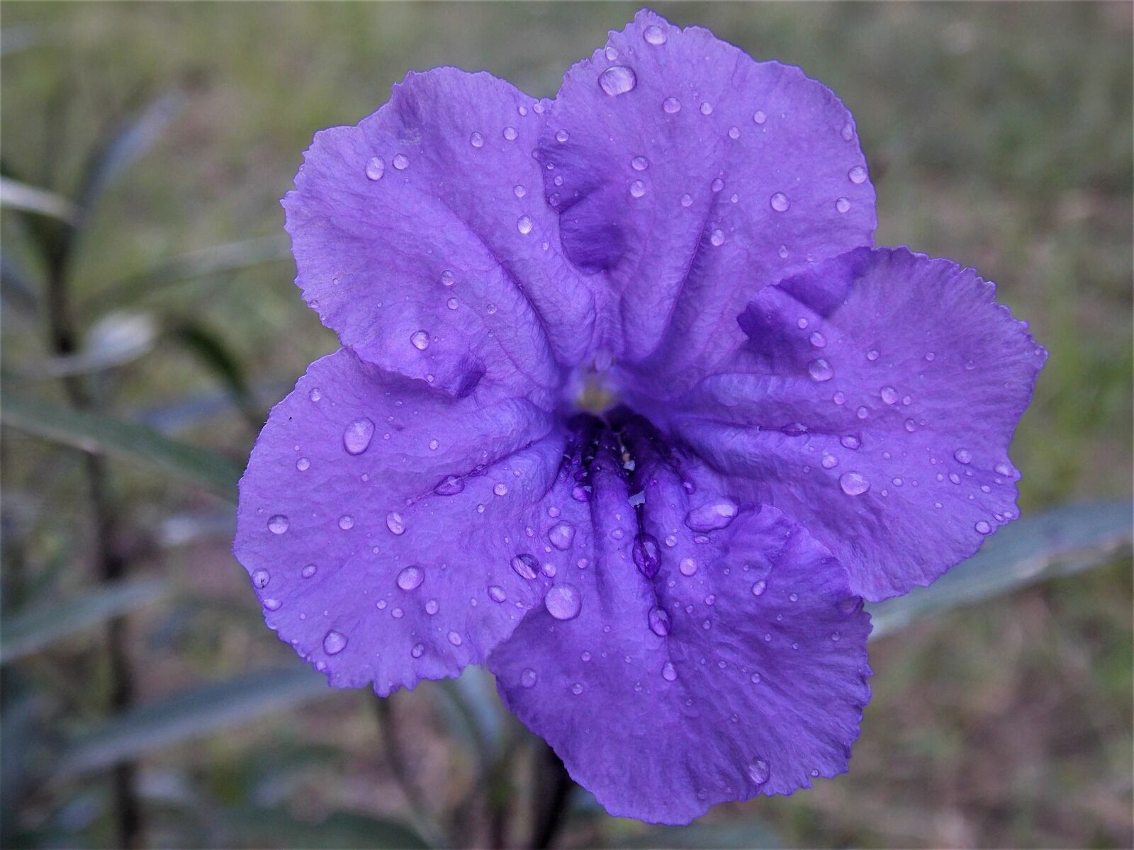 Nikon COOLPIX L320 sample photo. Flower, morning dew, morning photography