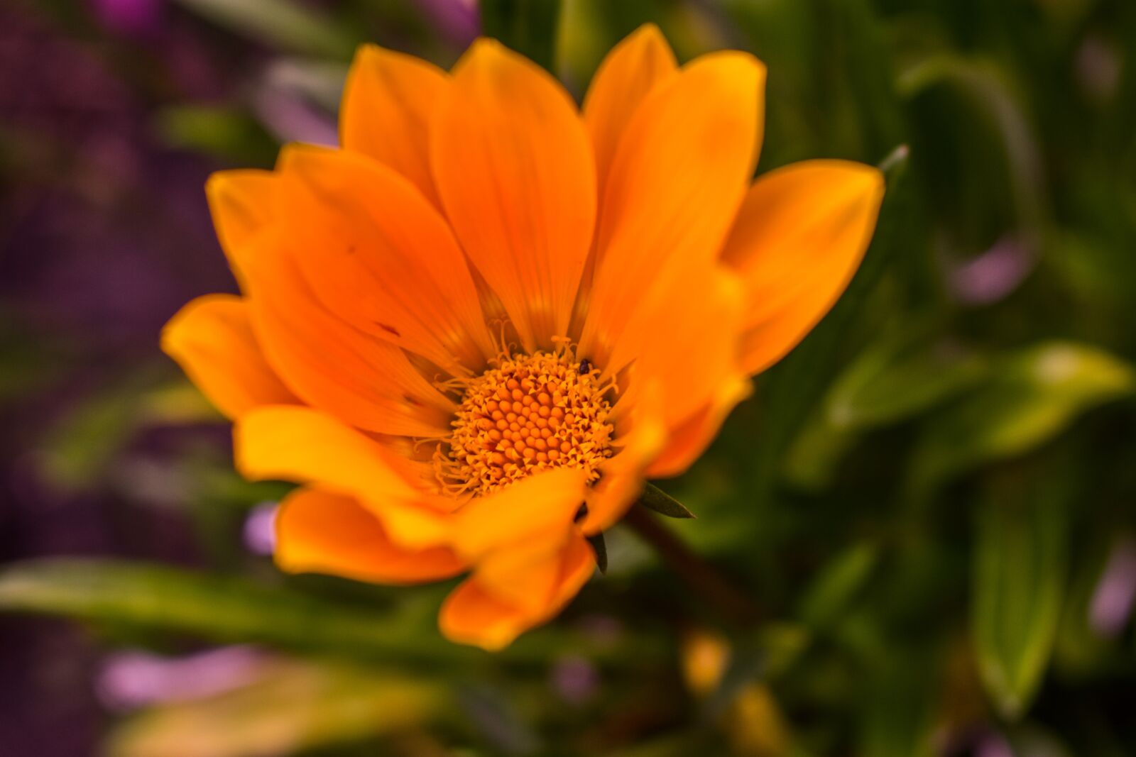 Nikon D3400 sample photo. Beautiful flower, garden, spring photography
