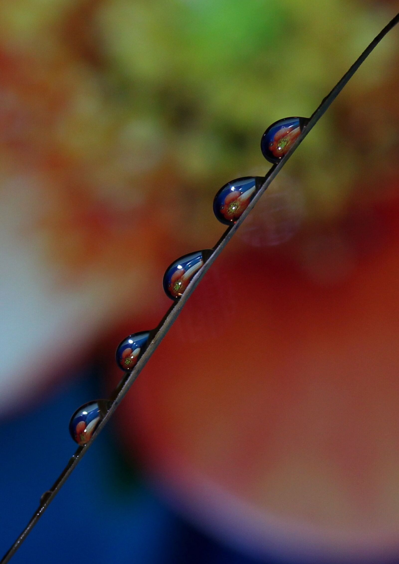 Canon EF-S 60mm F2.8 Macro USM sample photo. Drops, macro, reflection photography