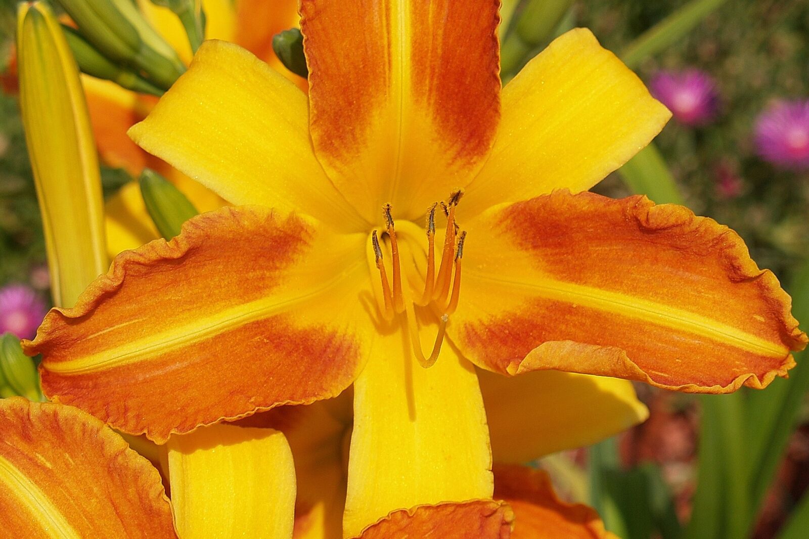 Olympus E-500 (EVOLT E-500) sample photo. Flower, daylily, bicolor photography