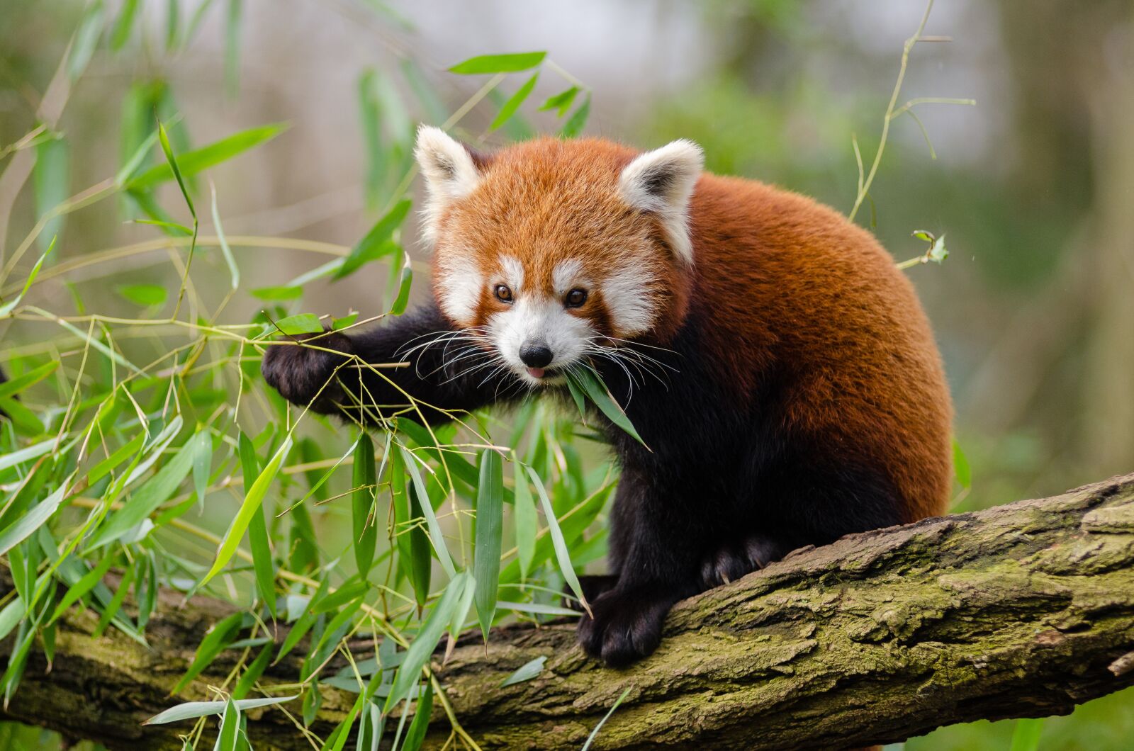 Nikon D7000 sample photo. Animal, red panda, branch photography