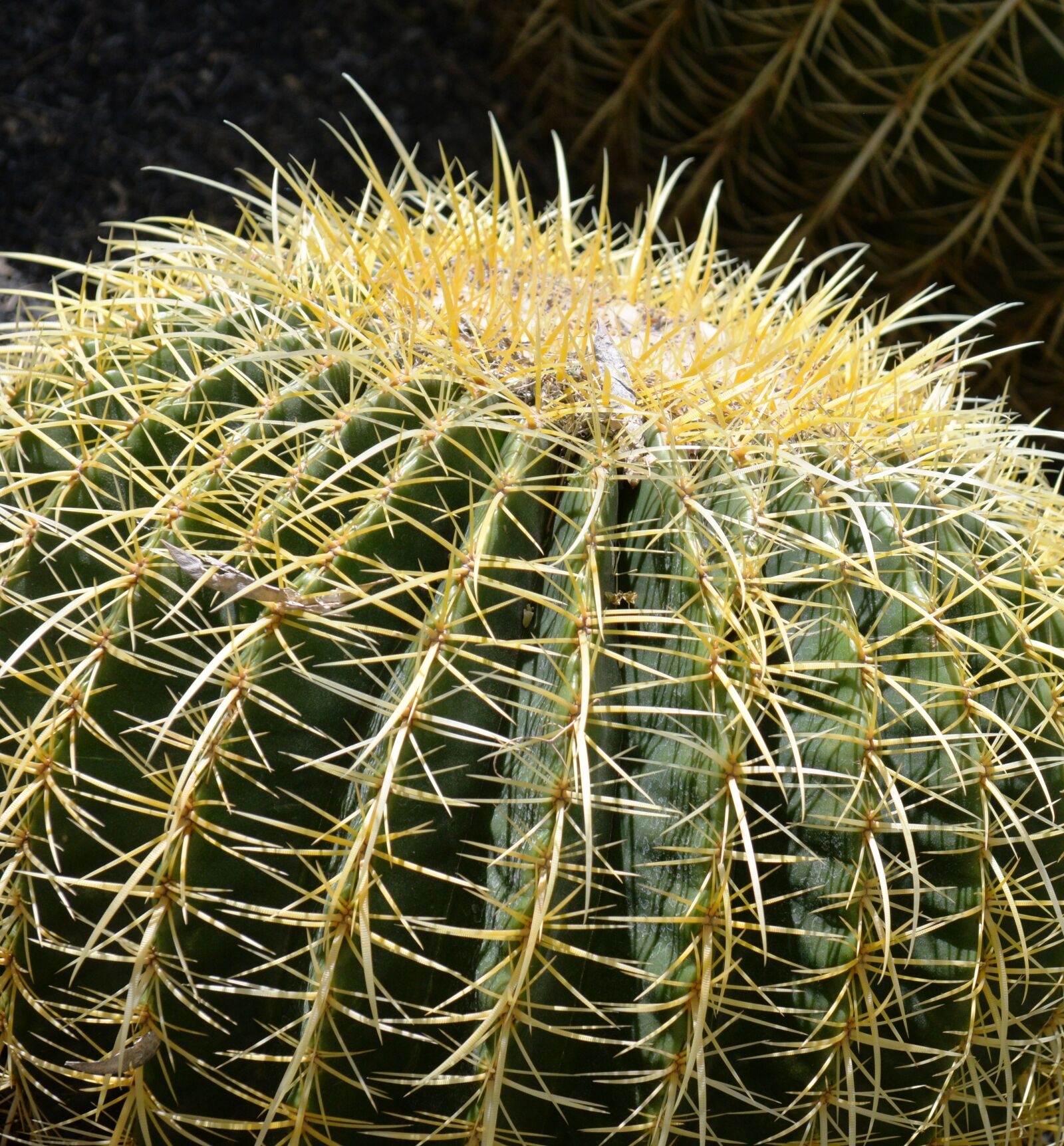 Nikon D610 sample photo. Cactus, barrel cactus, plant photography