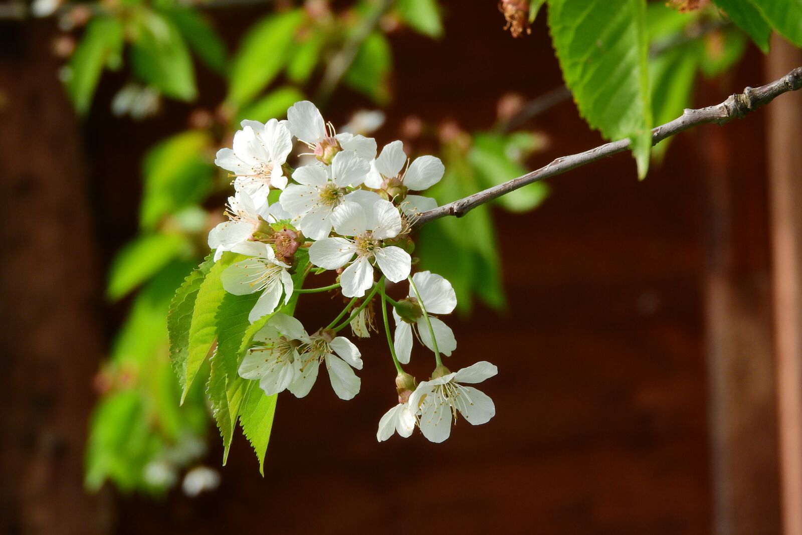 Nikon Coolpix P610 sample photo. Cherry, cherry blossoms, cherry photography