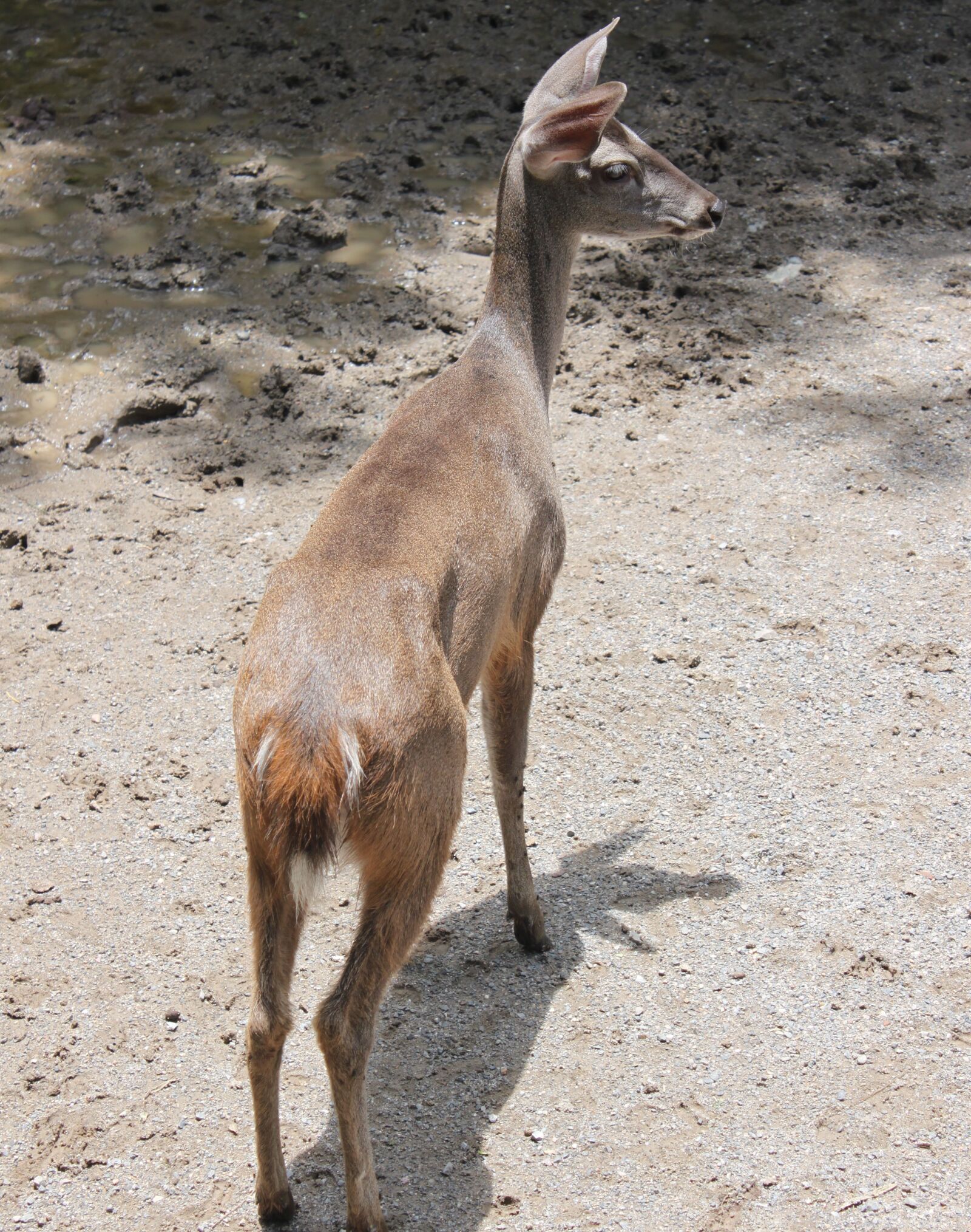 Canon EOS 500D (EOS Rebel T1i / EOS Kiss X3) sample photo. Wild life, mammalia, animalia photography