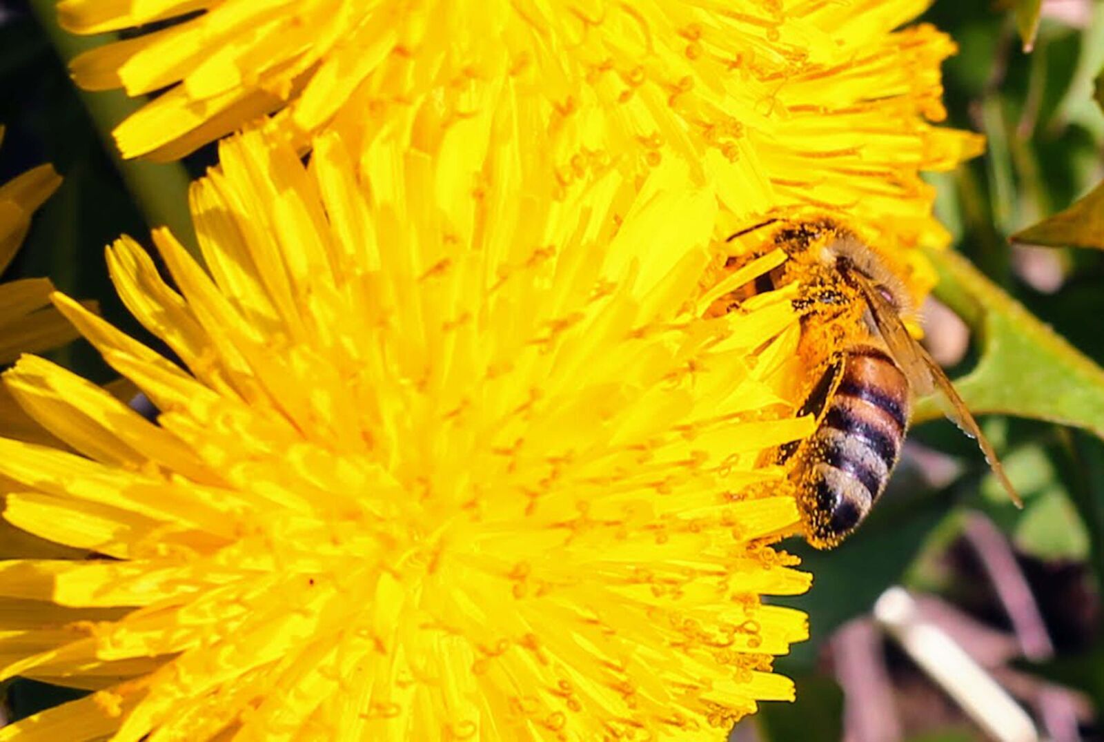 Canon EF 40mm F2.8 STM sample photo. Nature, flower, bee photography