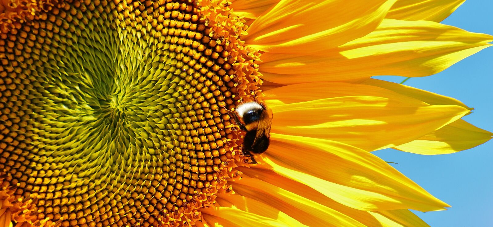 Nikon D3200 sample photo. Sunflower, hummel, summer photography