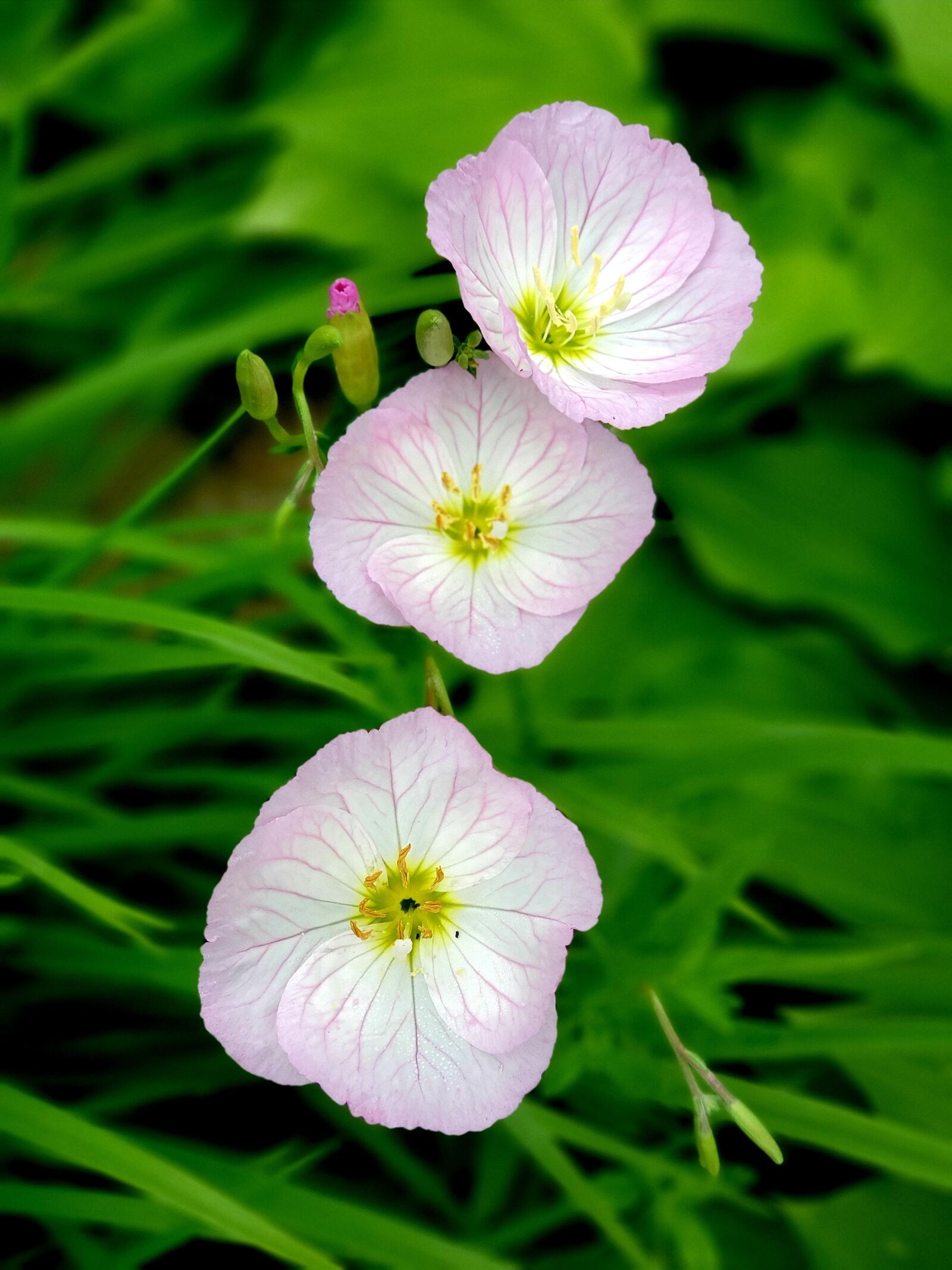 Samsung Galaxy Note9 sample photo. Flower, bright, floral photography