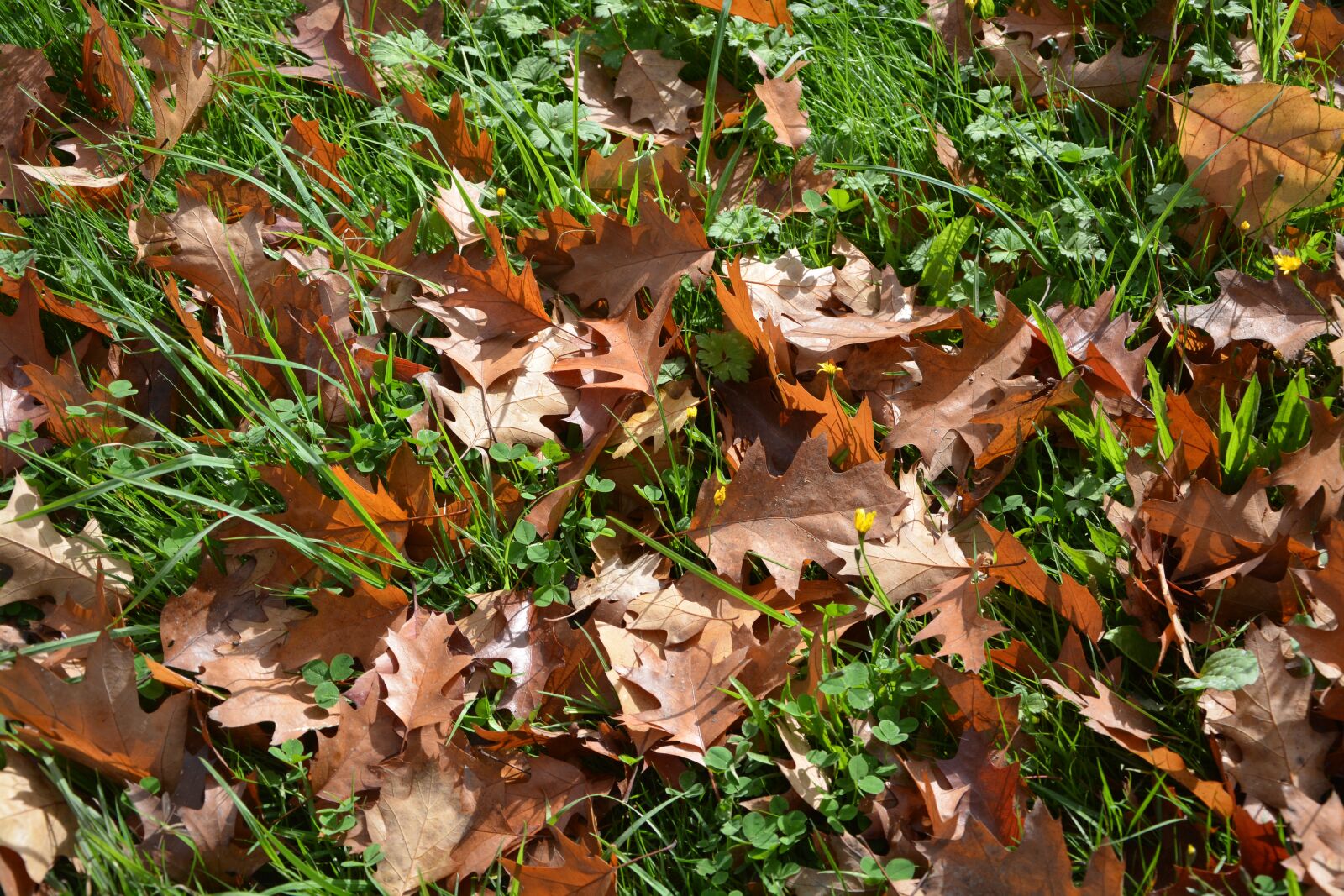 Nikon D5200 sample photo. Leaves, leaves season autumn photography