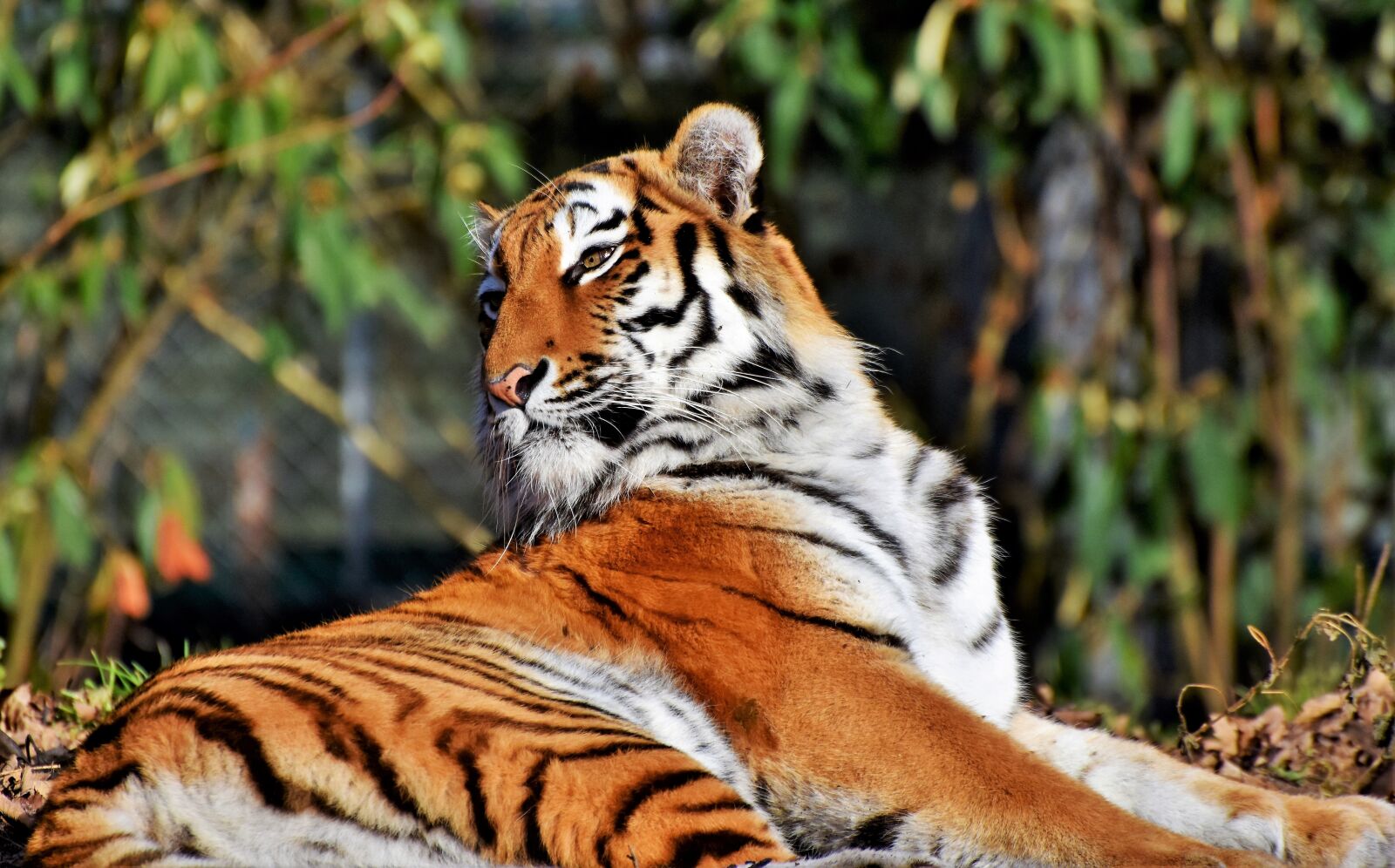 Nikon D7200 sample photo. Tiger, big cat, predator photography