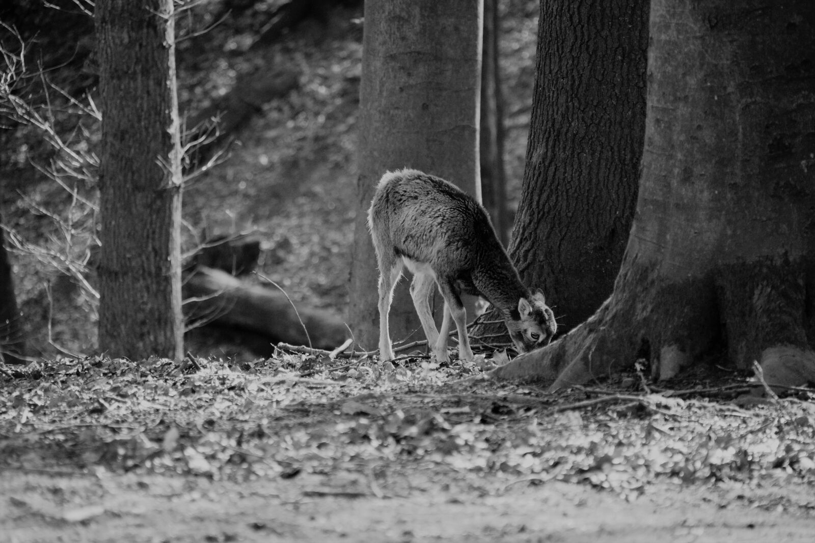 Nikon D3300 sample photo. Animal, portrait, wild photography