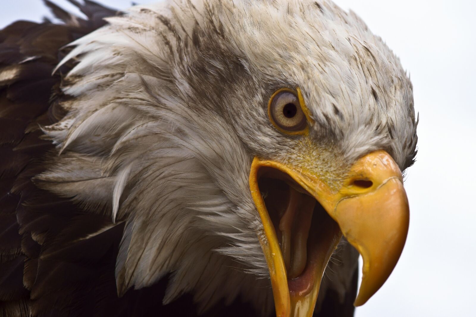 Sony SLT-A77 sample photo. Adler, white head, bird photography