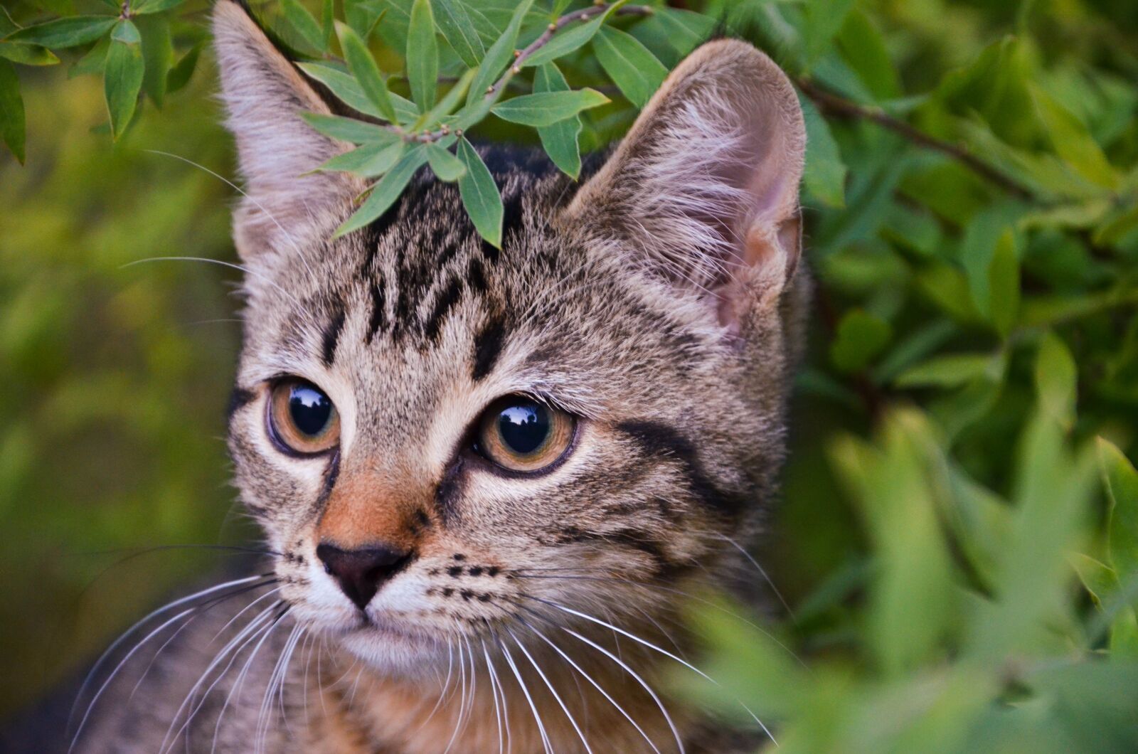 Nikon D7000 sample photo. Cat, kitten, nature photography