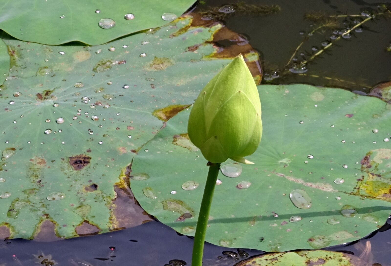 Sony DSC-HX60V sample photo. Lotus, bud, white photography