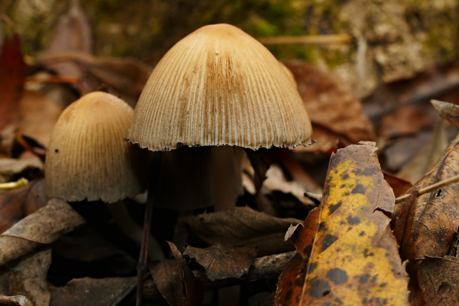 Panasonic Lumix DMC-FZ1000 sample photo. Wild mushrooms, forest, nature photography