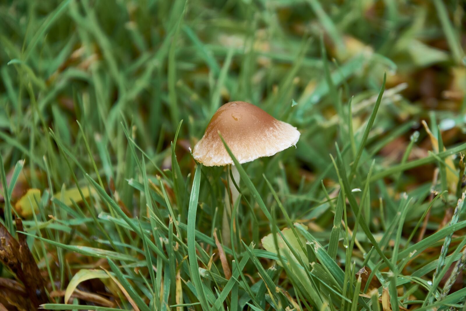 Nikon D7200 sample photo. Nature, mushrooms, mushroom photography