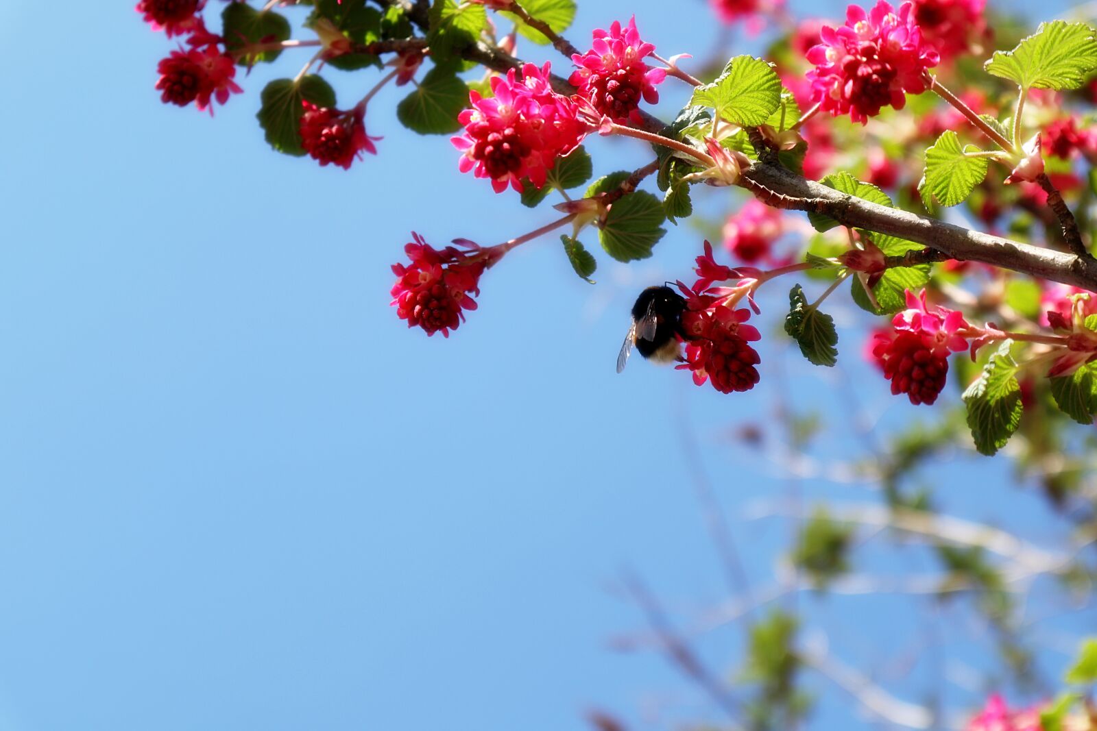 Canon EOS M100 sample photo. Hummel, bush, pink photography