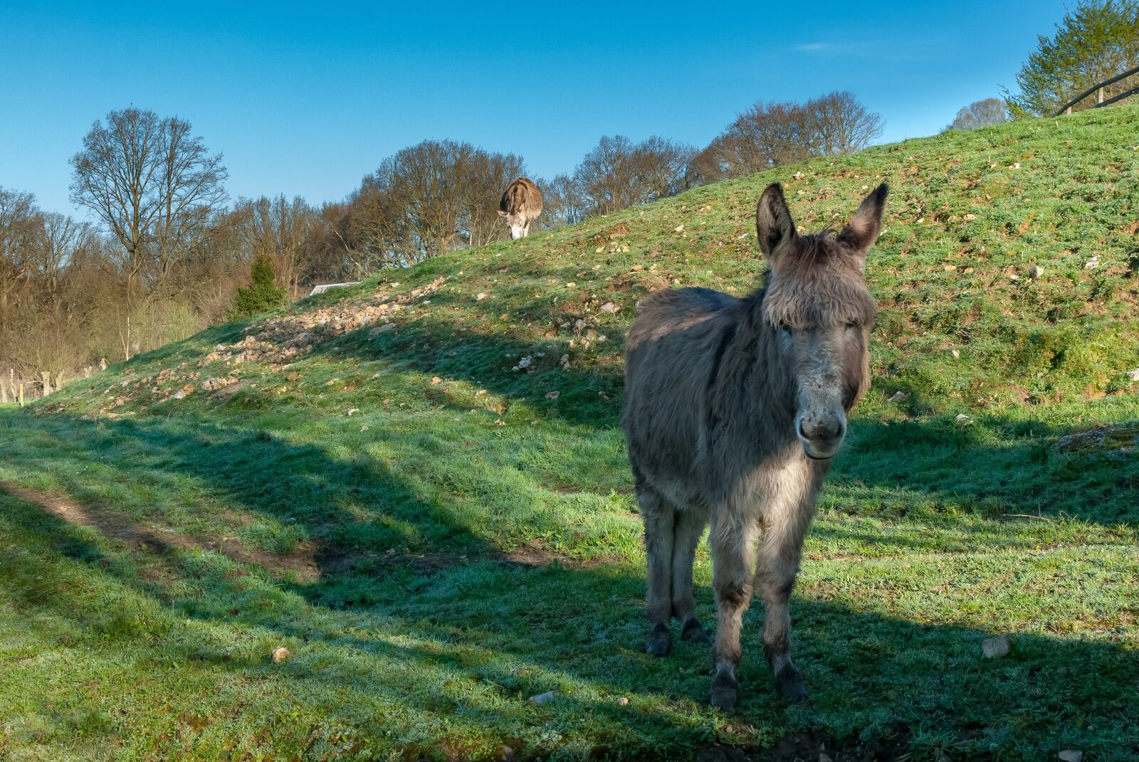 Nikon D80 sample photo. Nature, lawn, field photography