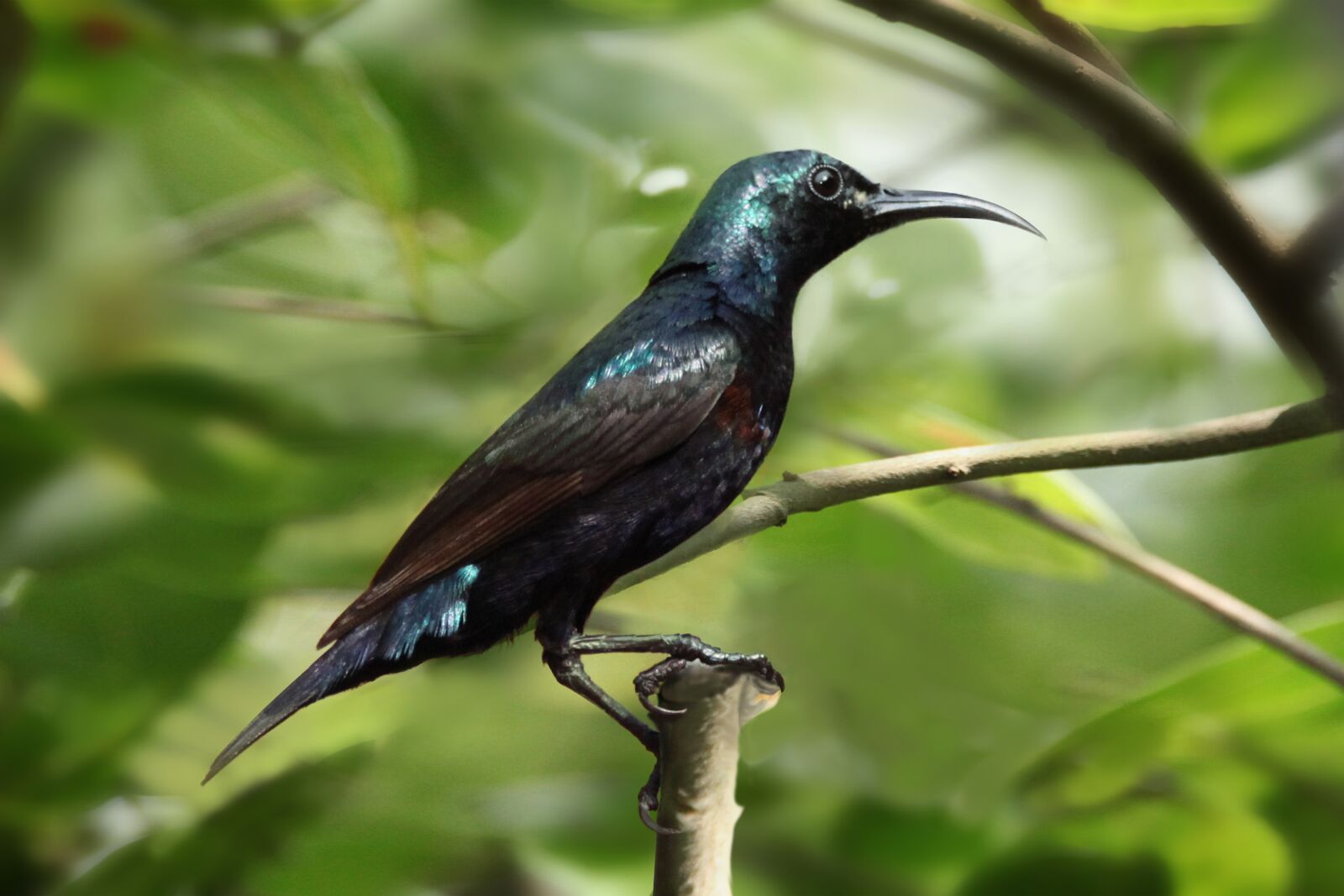 Canon EOS 5D Mark II sample photo. Black, birds, animal photography